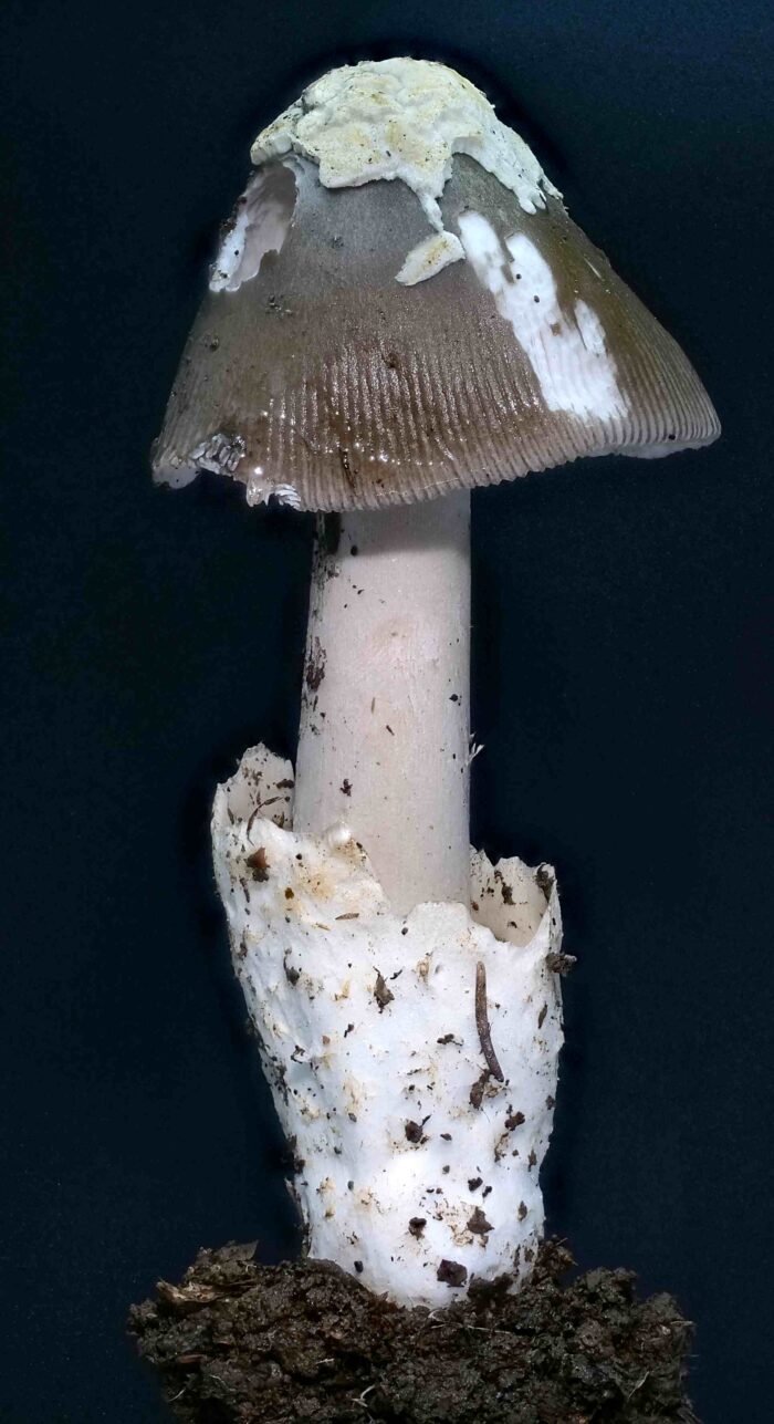 Amanita vaginata &ndash; Grauer Scheidenstreifling, typische, h&auml;utige Volva