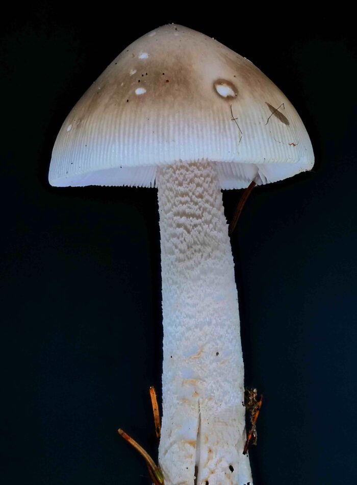 Amanita vaginata &ndash; Grauer Scheidenstreifling, junges Exemplar