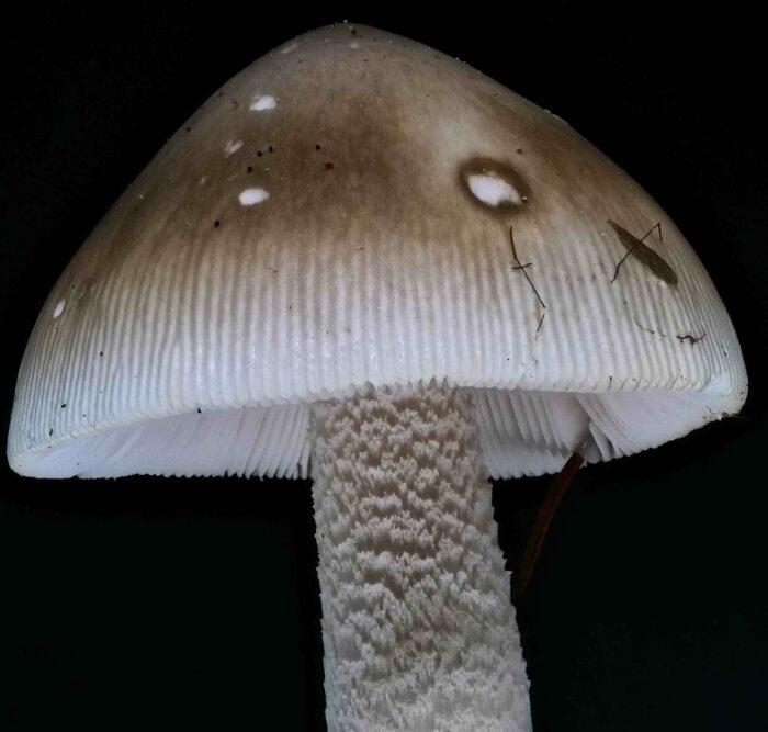 Amanita vaginata &ndash; Grauer Scheidenstreifling, typischer, gestreifter Hutrand