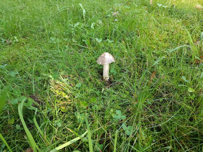 Amanita vaginata &ndash; Grauer Scheidenstreifling, Fund auf Kalkboden