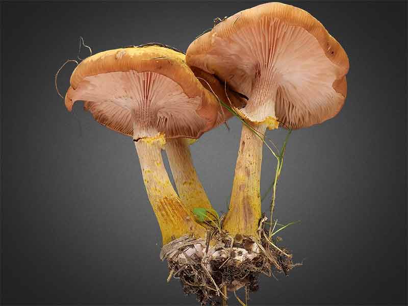 Armillaria cepistipes – Zwiebelfüßiger Hallimasch