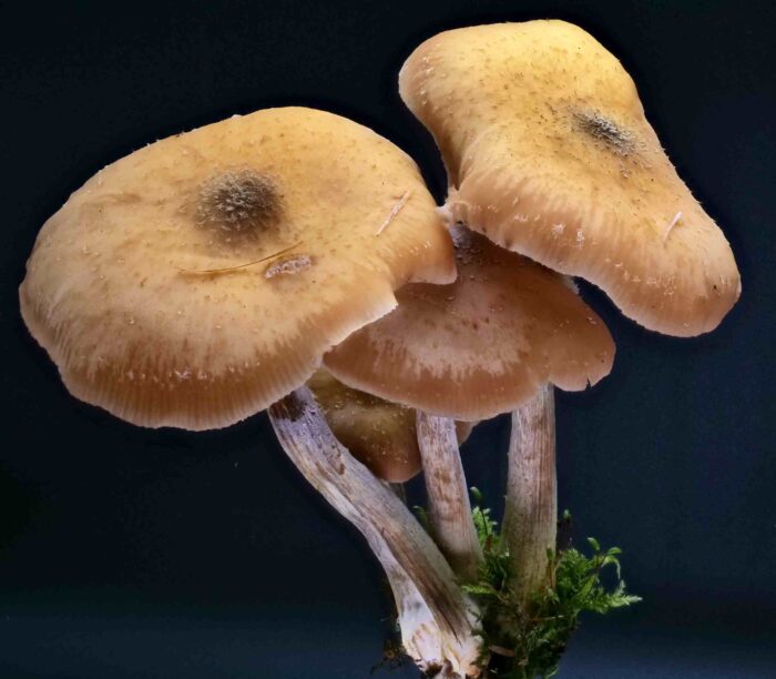 Armillaria mellea &ndash; Honiggelber Hallimasch, die H&uuml;te besitzen Sch&uuml;ppchen