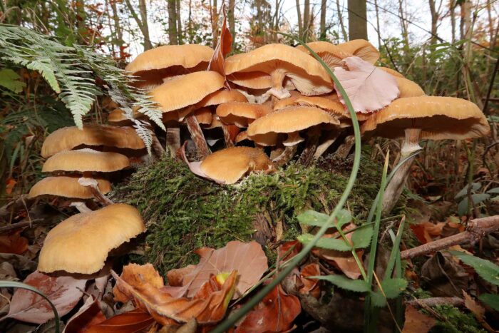 Armillaria mellea &ndash; Honiggelber Hallimasch, auf Moos und H&uuml;ten erkennt man wei&szlig;es Sporenpulver