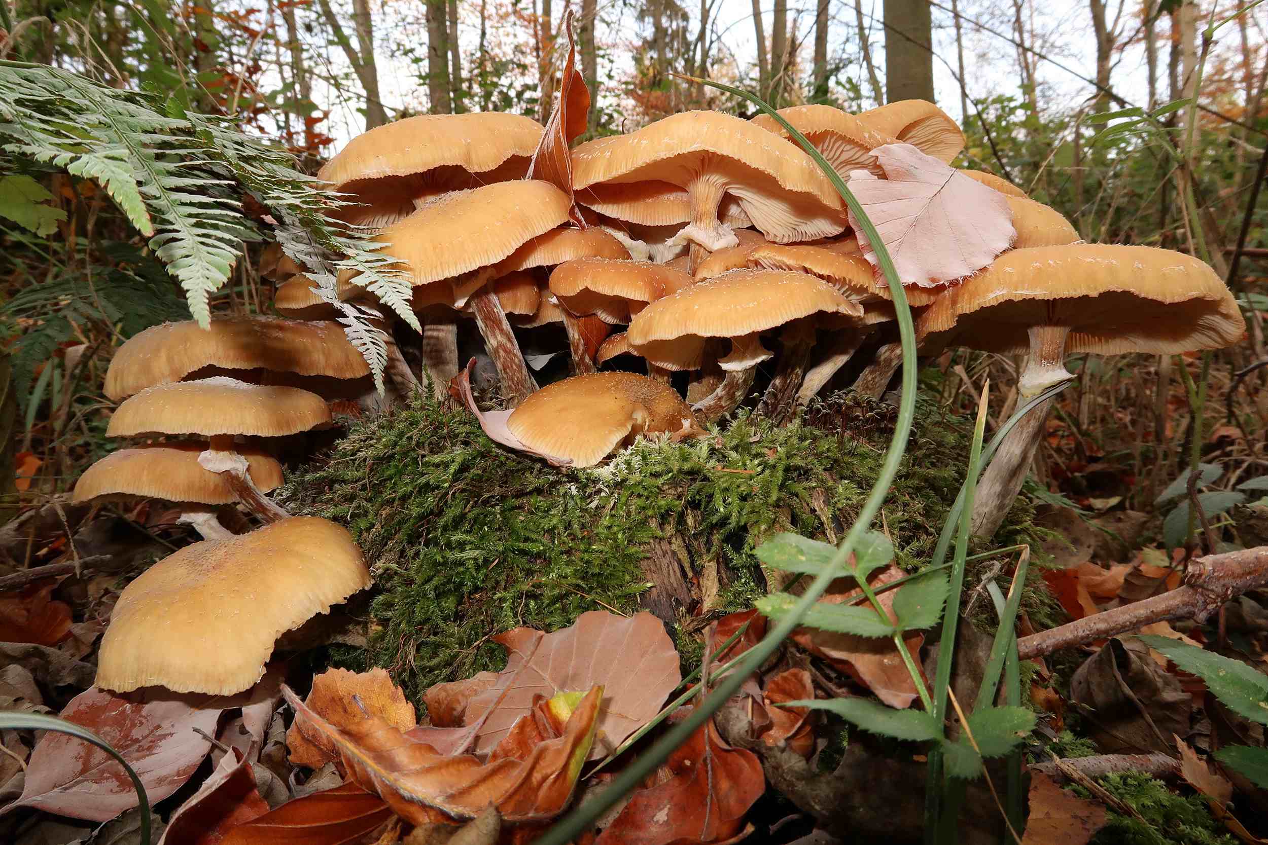 Armillaria mellea – Honiggelber Hallimasch, Pilzschule-Vogtland