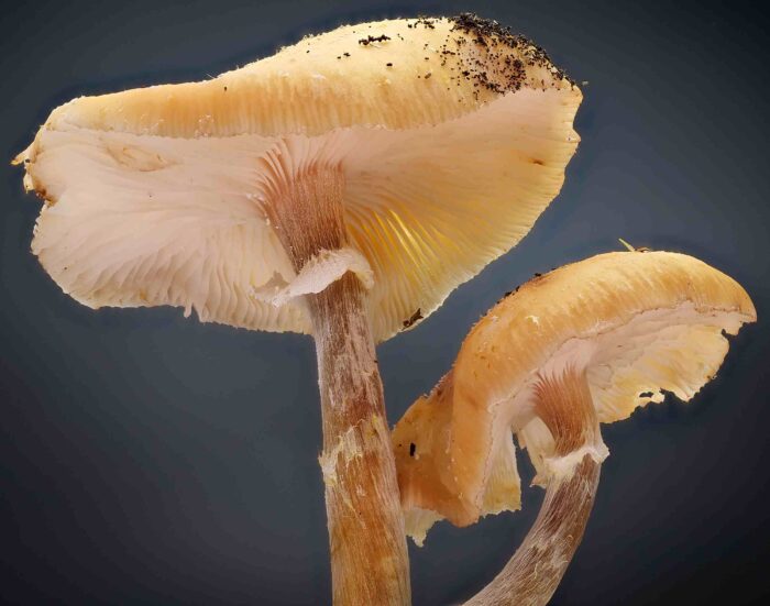 Armillaria mellea &ndash; Honiggelber Hallimasch, typisch die am Stiel herablaufenden Lamellen