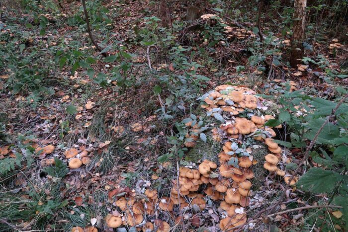 Armillaria mellea &ndash; Honiggelber Hallimasch, meist in gro&szlig;en Gruppen zu finden