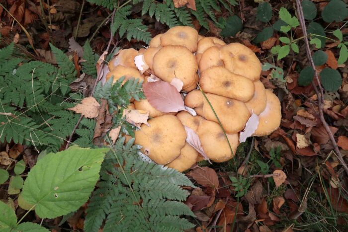 Armillaria mellea &ndash; Honiggelber Hallimasch, honiggelbe H&uuml;te gaben den Namen