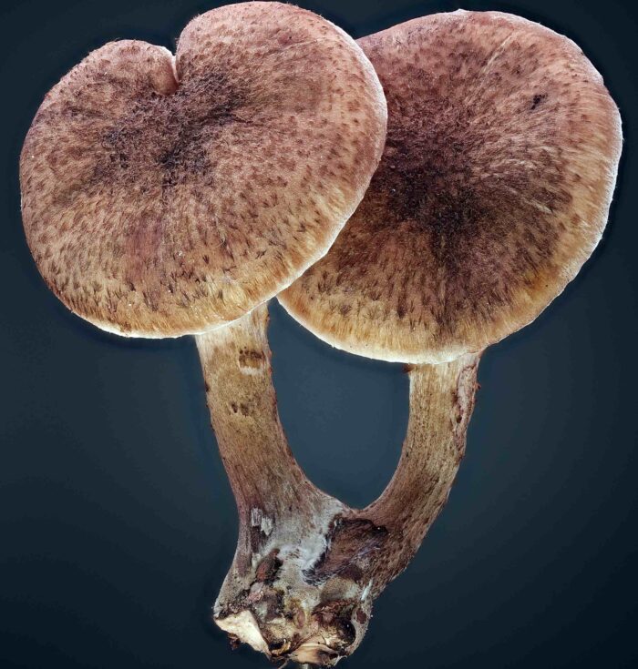 Armillaria ostoyae &ndash; Gemeiner Hallimasch, typische, leicht filzige Hutoberfl&auml;che