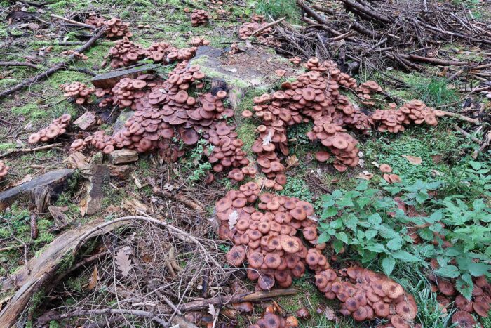 Armillaria ostoyae &ndash; Gemeiner Hallimasch, die Pilze wachsen auf Holz