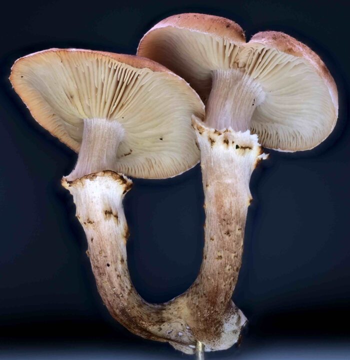 Armillaria ostoyae &ndash; Gemeiner Hallimasch, typisch der l&auml;ngs gestreifte Steil &uuml;ber dem Ring