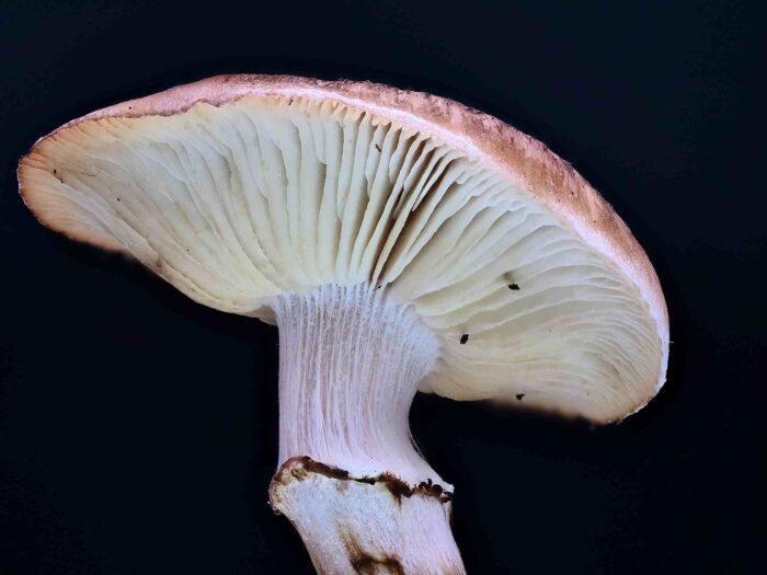 Armillaria ostoyae &ndash; Gemeiner Hallimasch, Makroaufnahme des Hutes