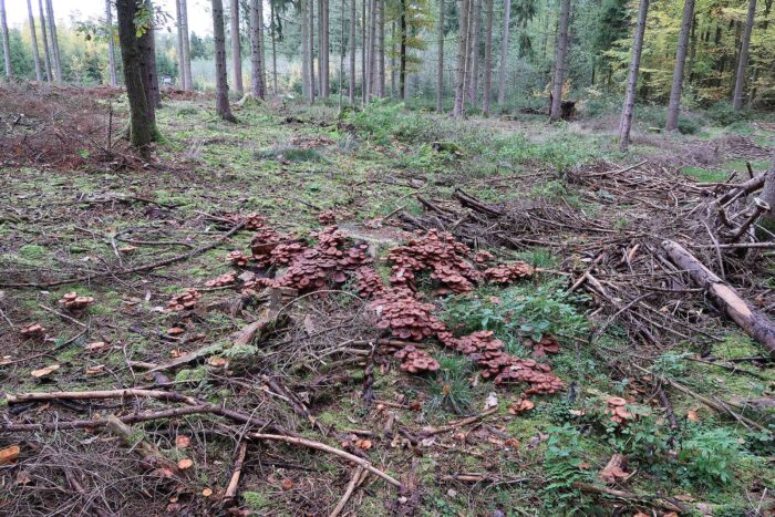 Armillaria ostoyae &ndash; Gemeiner Hallimasch, teilweise kommen die Pilze in Massen vor
