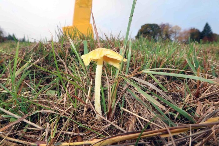 Bolbitius titubans &ndash; Gold-Mistpilz, manche Exemplare sind richtig goldgelb