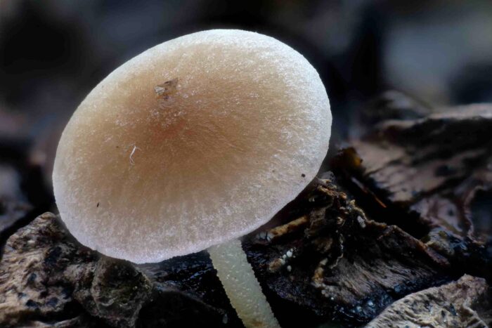 Baeospora myosura &ndash; M&auml;useschwanz-R&uuml;bling, Makrobild des Hutes