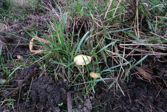 Bolbitius titubans &ndash; Gold-Mistpilz, typischer Fundort auf einer Wiese