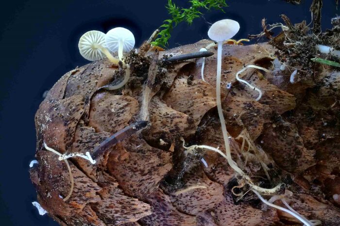 Baeospora myosura &ndash; M&auml;useschwanz-R&uuml;bling, die d&uuml;nnen Stiele und Pseudo-Wurzel gaben den Namen M&auml;useschwanz