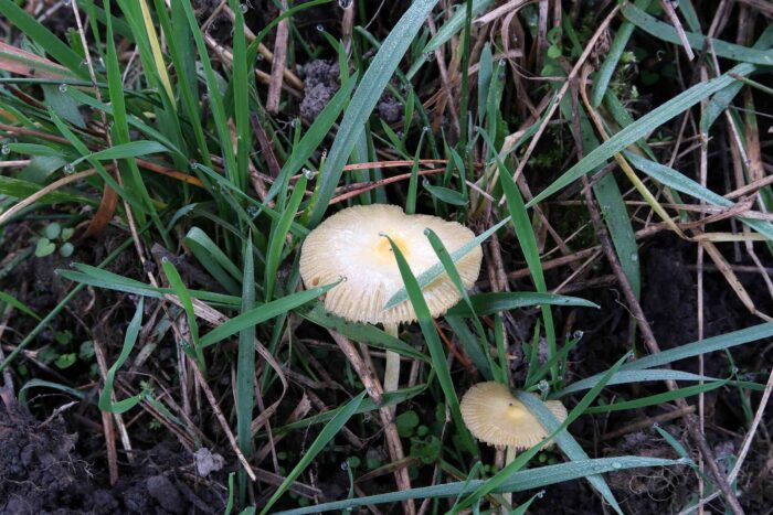 Bolbitius titubans &ndash; Gold-Mistpilz, typische Exemplare