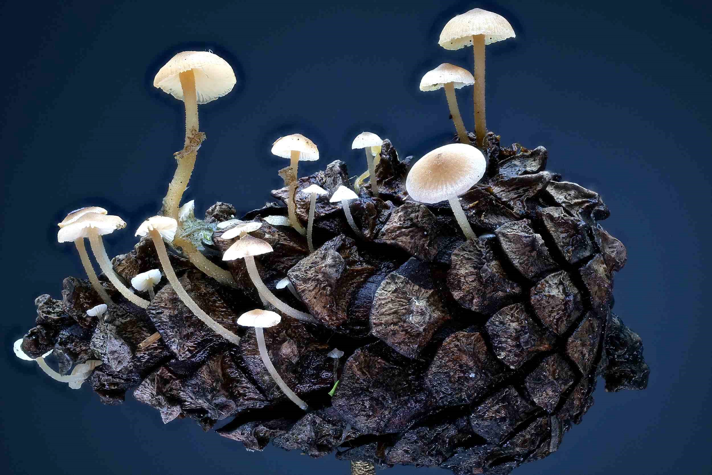 Baeospora myosura – Mäuseschwanz-Rübling, Pilzschule-Vogtland