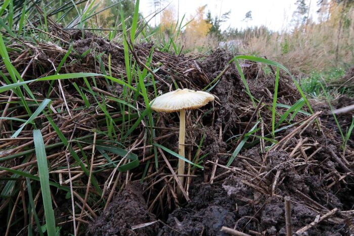 Bolbitius titubans &ndash; Gold-Mistpilz, w&auml;chst als Saprobiont auf totem organischen Material