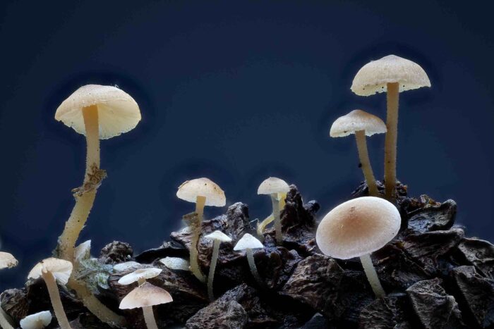 Baeospora myosura &ndash; M&auml;useschwanz-R&uuml;bling, die H&uuml;te haben 4 mm Durchmesser