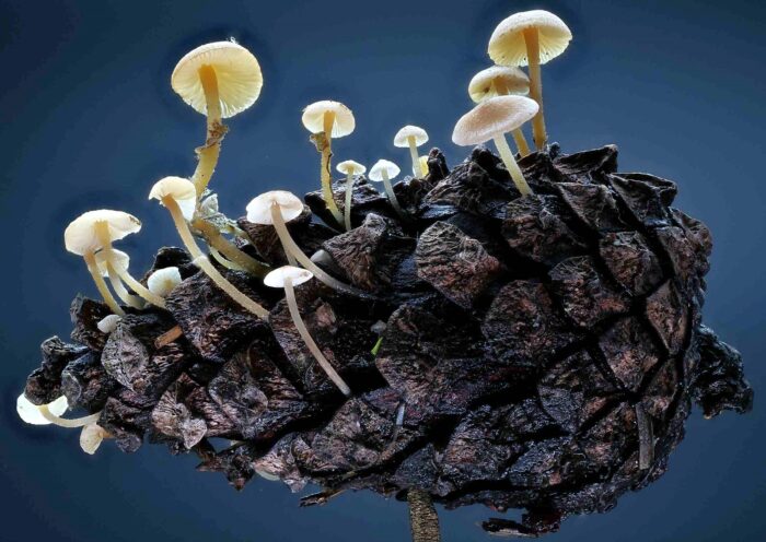 Baeospora myosura &ndash; M&auml;useschwanz-R&uuml;bling, die Stiele sind leicht rau