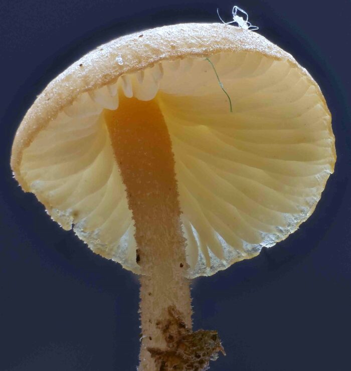 Baeospora myosura &ndash; M&auml;useschwanz-R&uuml;bling, Blick in die Lamellen