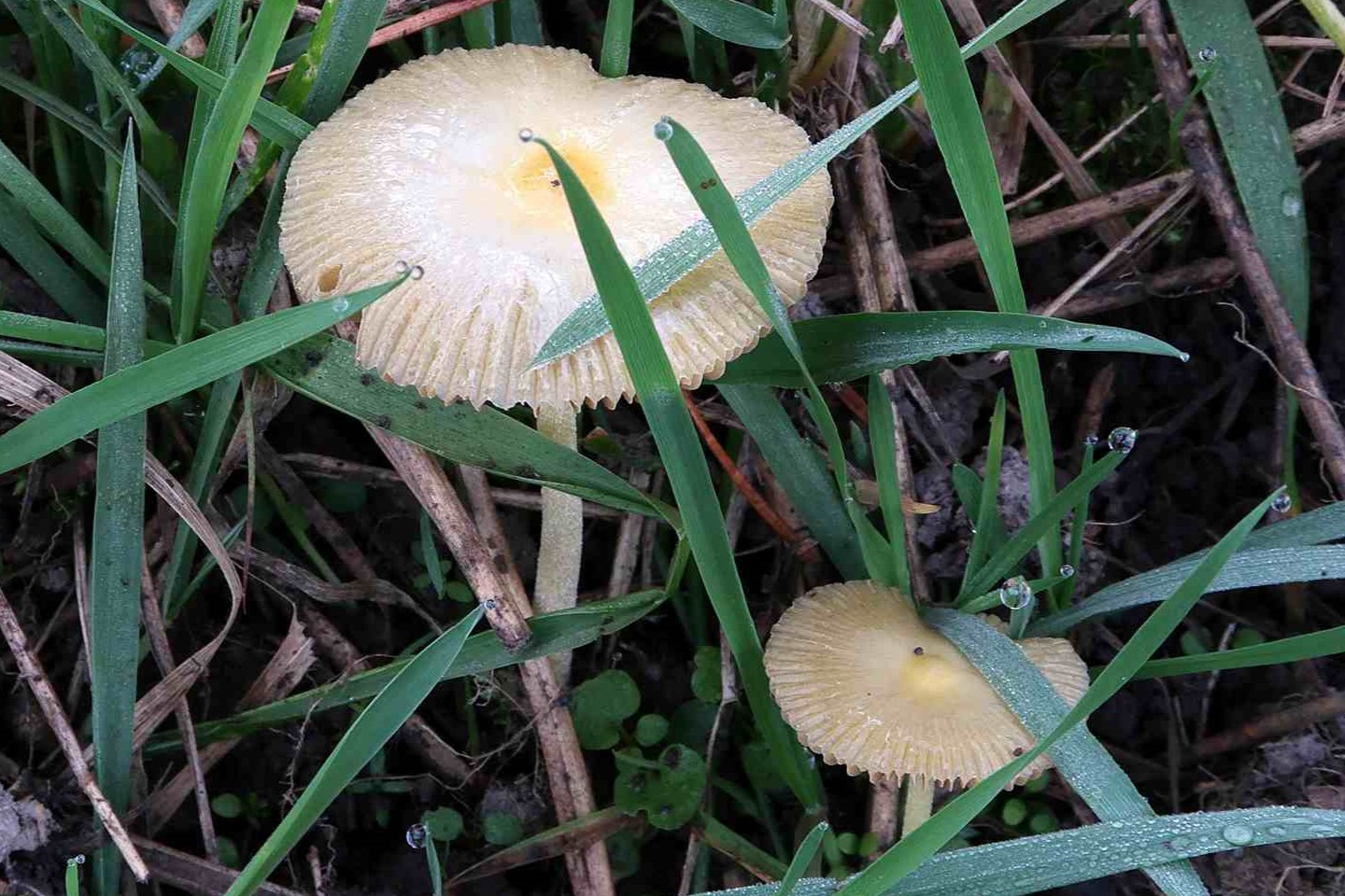 Bolbitius titubans – Gold-Mistpilz, Pilzschule-Vogtland
