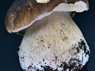 Boletus edulis - Gemeiner Steinpilz, aufgesetztes, helles Netz am Stiel