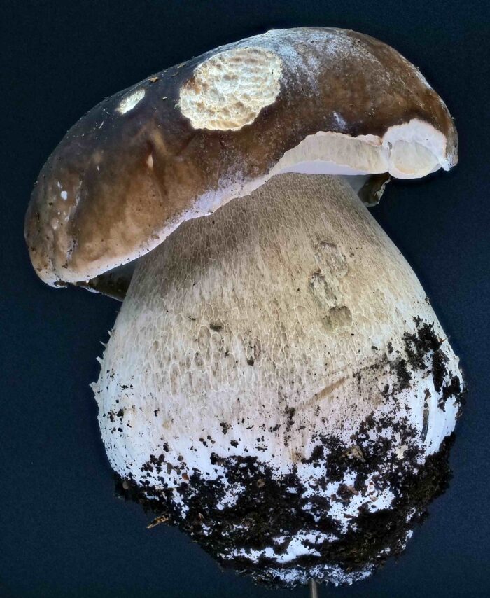 Boletus edulis - Gemeiner Steinpilz, aufgesetztes, helles Netz am Stiel
