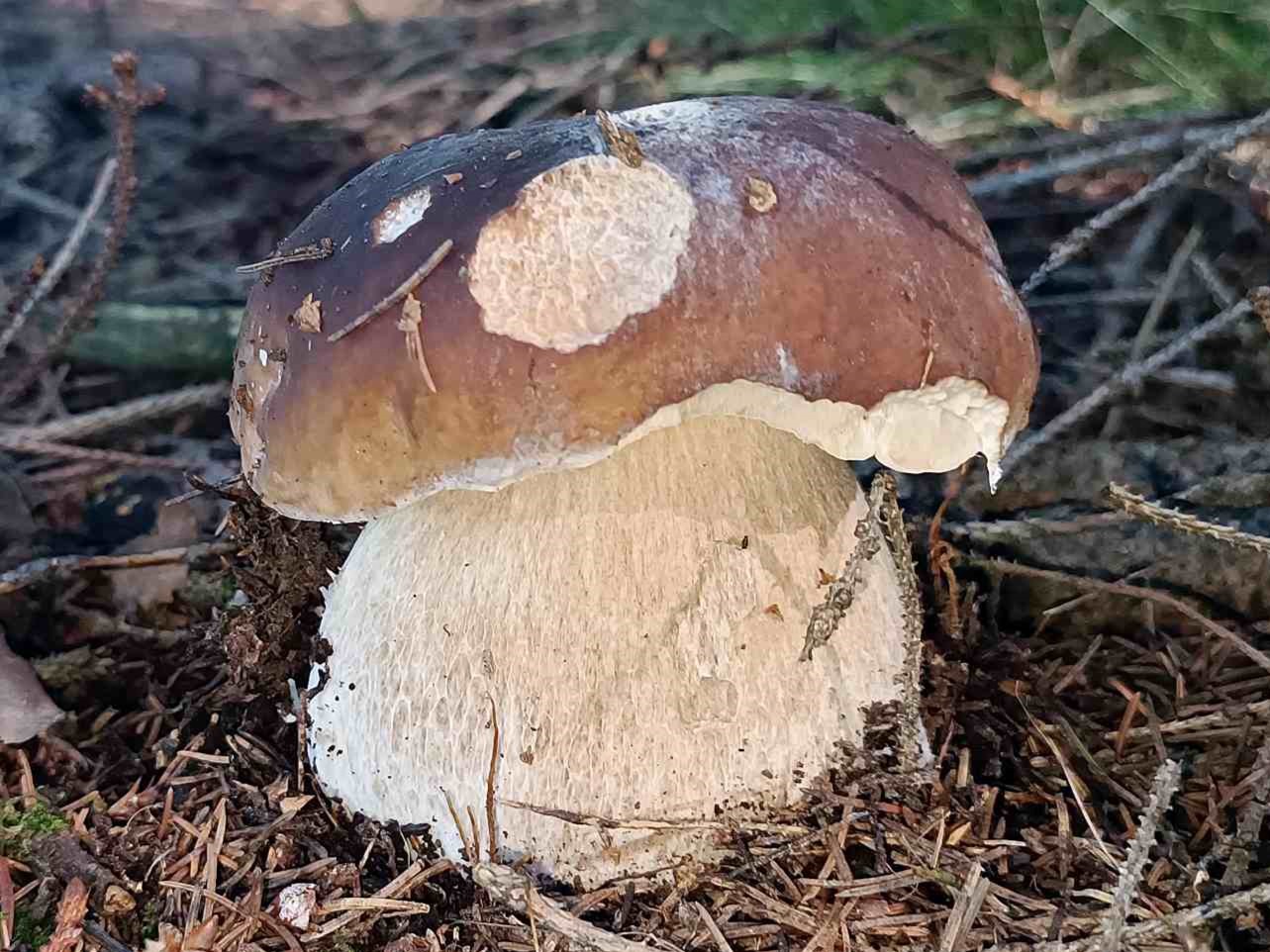 Boletus edulis - Gemeiner Steinpilz, Pilzschule-Vogtland