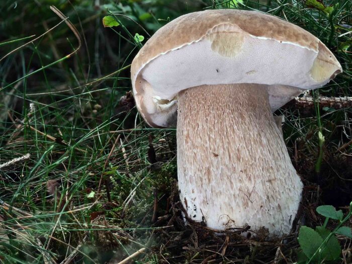 Boletus edulis - Gemeiner Steinpilz, ein Prachtexemplar