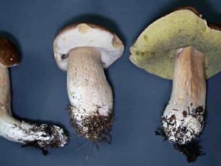 Boletus edulis - Gemeiner Steinpilz, Kollektion in allen Alterstadien