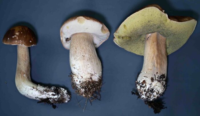 Boletus edulis - Gemeiner Steinpilz, Kollektion in allen Alterstadien