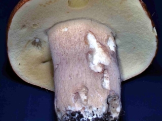 Boletus edulis - Gemeiner Steinpilz, im Alter bildet sich olivgr&uuml;nes Sporenpulver