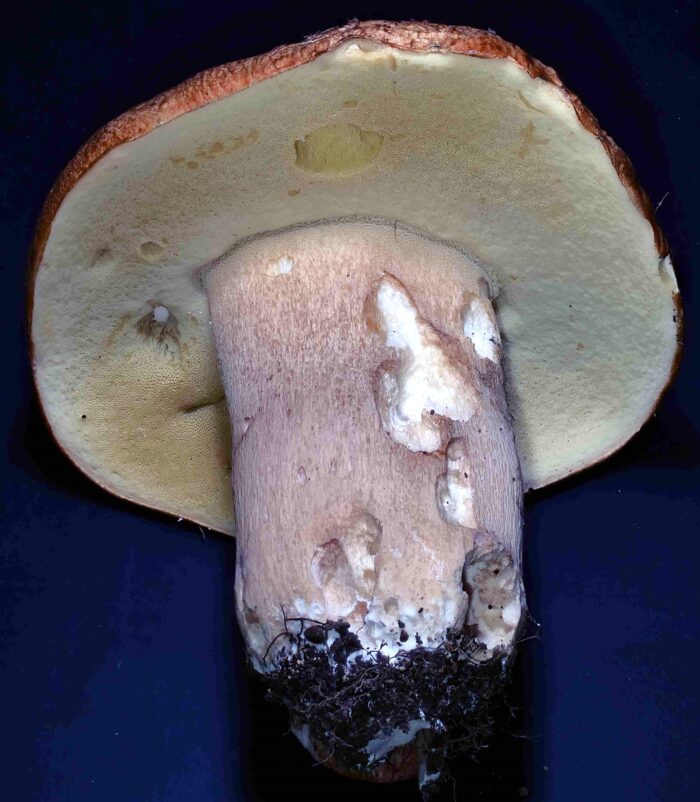 Boletus edulis - Gemeiner Steinpilz, im Alter bildet sich olivgr&uuml;nes Sporenpulver