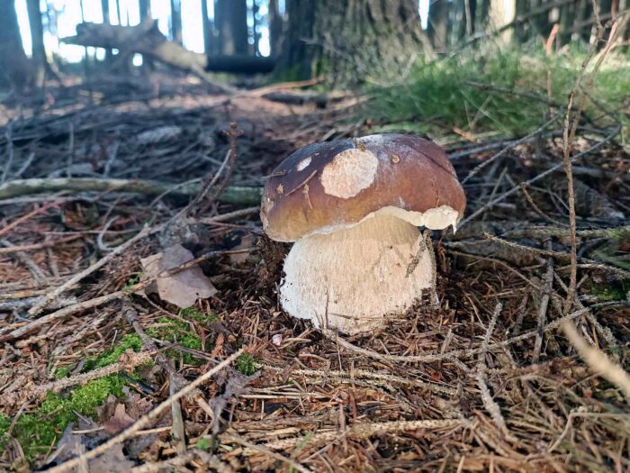 Boletus edulis - Gemeiner Steinpilz, typischer Standort im Nadelwald