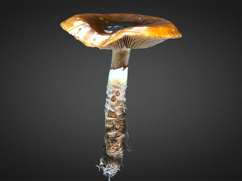 Cortinarius trivialis – Natternstieliger Schleimfuß