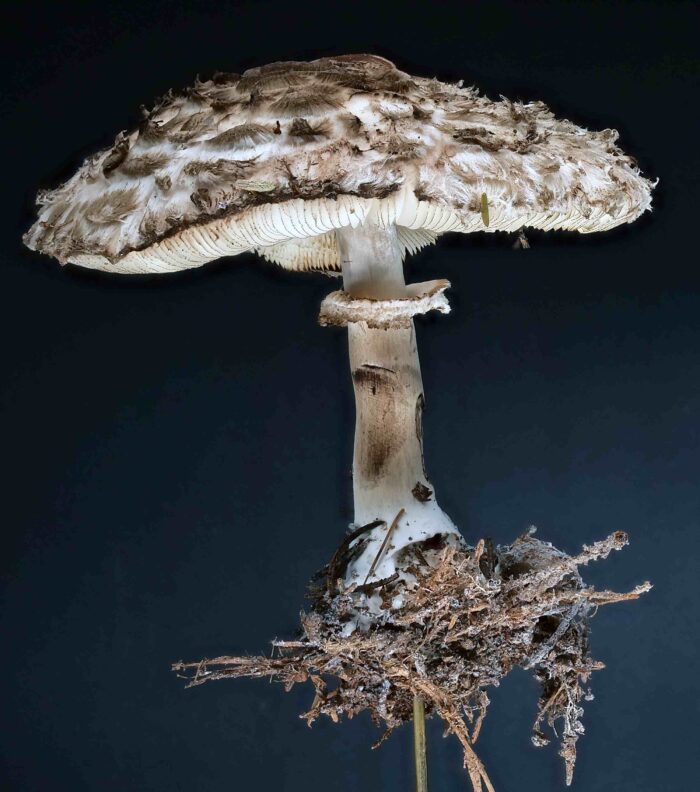 Chlorophyllum olivieri &ndash; Olivbrauner Safranschirmling, typische Schuppung des Hutes