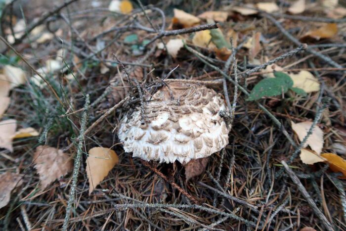 Chlorophyllum olivieri &ndash; Olivbrauner Safranschirmling, Fundort im Nadelwald