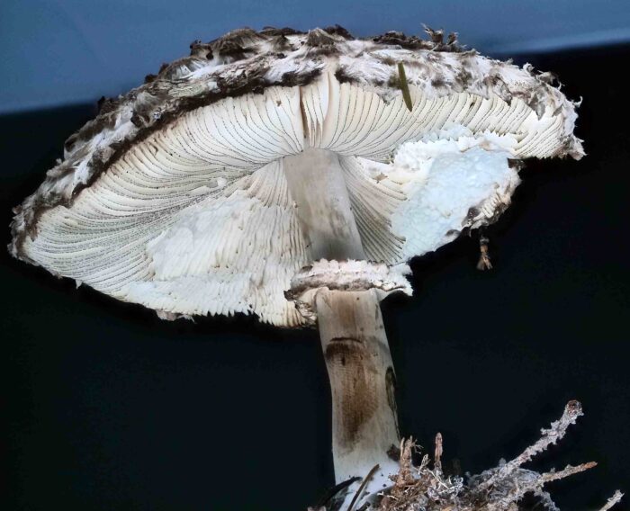 Chlorophyllum olivieri &ndash; Olivbrauner Safranschirmling, die Schneiden der Lamellen sind im Alter schwarz