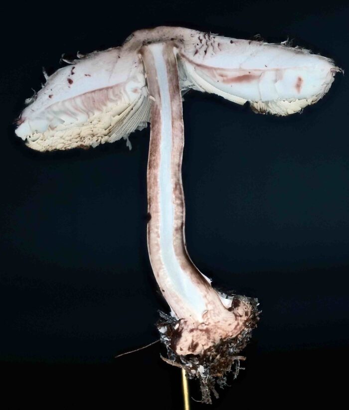 Chlorophyllum olivieri &ndash; Olivbrauner Safranschirmling, f&auml;rbt sich beim Anschnitt orangerot