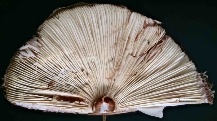 Chlorophyllum olivieri &ndash; Olivbrauner Safranschirmling, Blick in die Lamellen