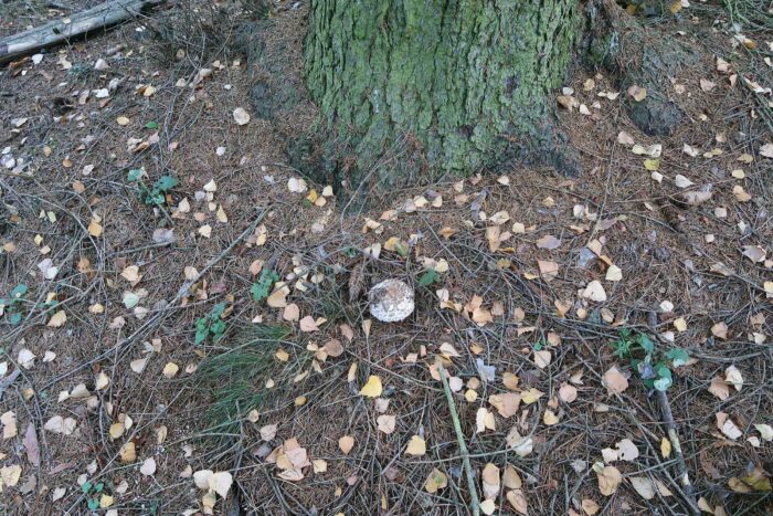 Chlorophyllum olivieri &ndash; Olivbrauner Safranschirmling, am Fu&szlig; einer Fichte wachsend