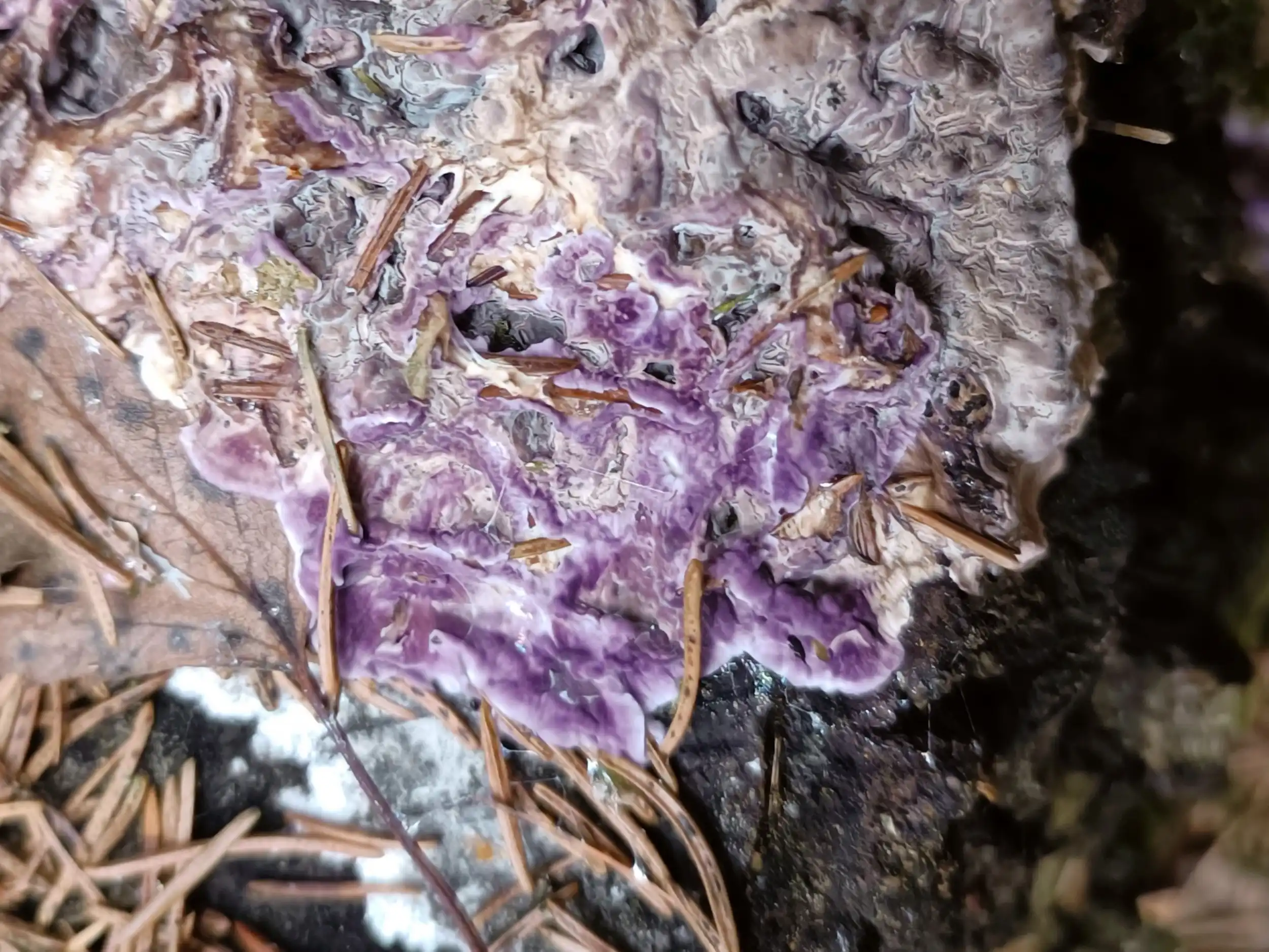 Chondrostereum purpureum – Violetter Knorpelschichtpilz, Pilzschule-Vogtland