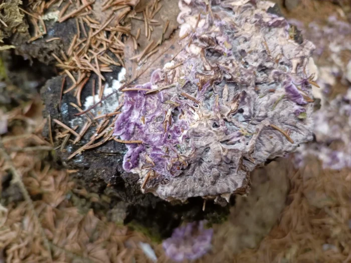 Chondrostereum purpureum &ndash; Violetter Knorpelschichtpilz, &uuml;berzieht das Substrat fl&auml;chig