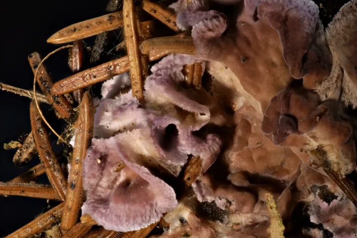 Chondrostereum purpureum &ndash; Violetter Knorpelschichtpilz, feinfilze Oberschicht des Pilzes