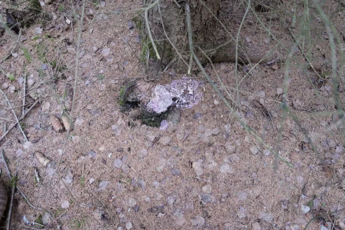 Chondrostereum purpureum &ndash; Violetter Knorpelschichtpilz, Fundort im Nadelwald