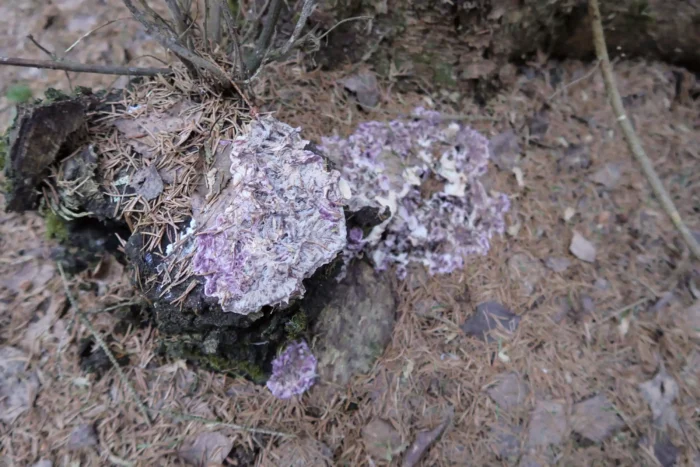 Chondrostereum purpureum &ndash; Violetter Knorpelschichtpilz, ist ein Sprobiont, meist auf Laubholz