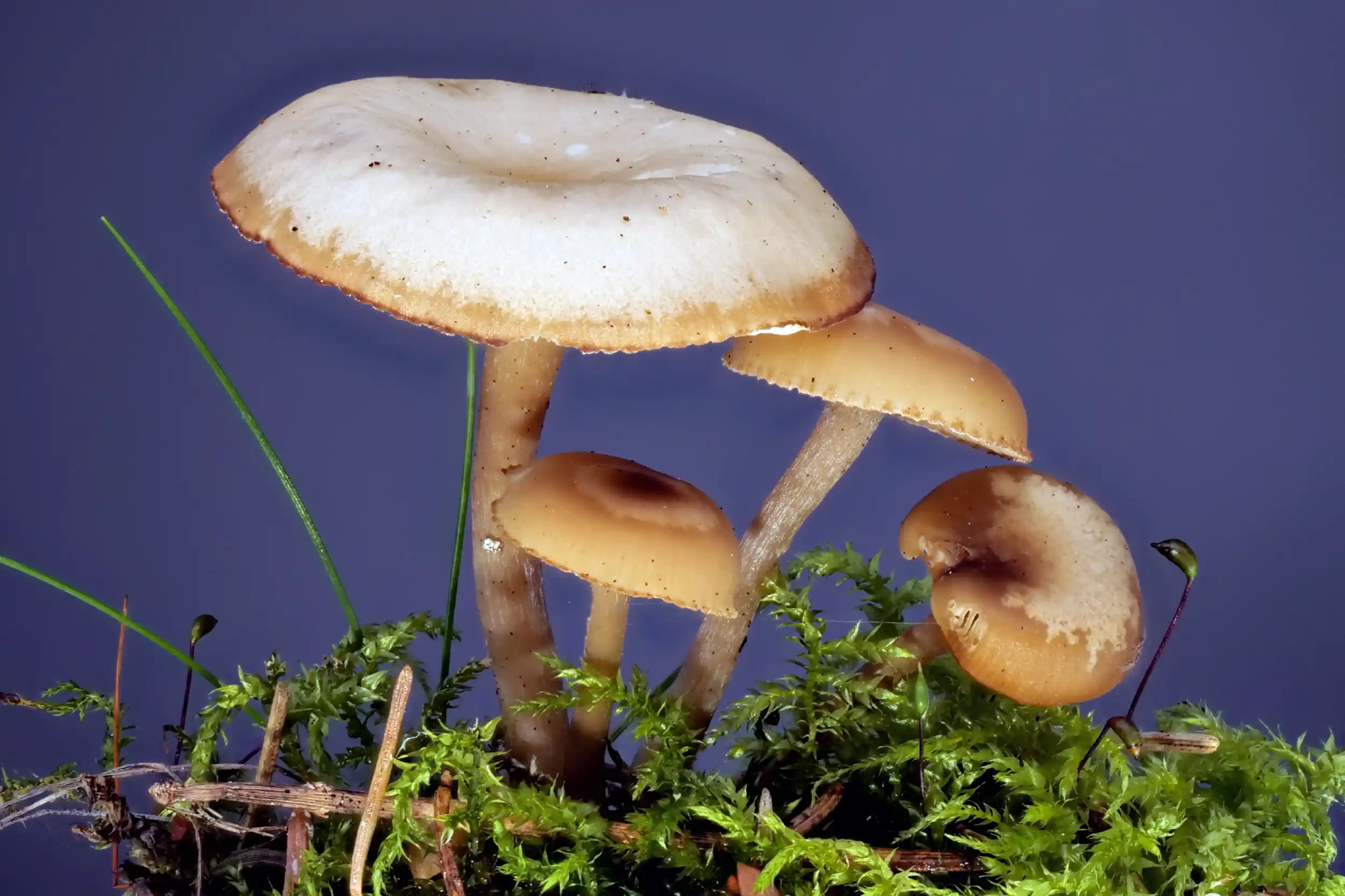 Clitocybe amarescens – Ruderaltrichterling, Pilzschule-Vogtland