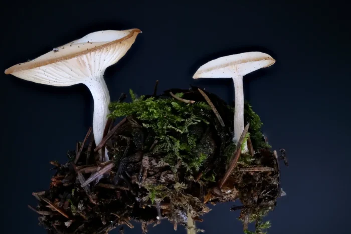 Clitocybe amarescens &ndash; Ruderaltrichterling, typisches Erscheinungsbild